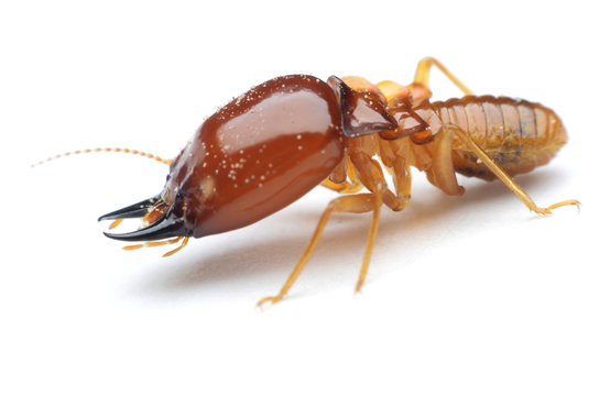 oxypest image